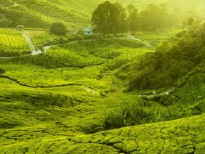 tea_plantation_landscape_hd_pictures_166162